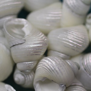 Grooved and Pearled Turbos - Ideal for shell craft projects, jewelry supplies, Wreath making supplies and many shell craft supply solutions!