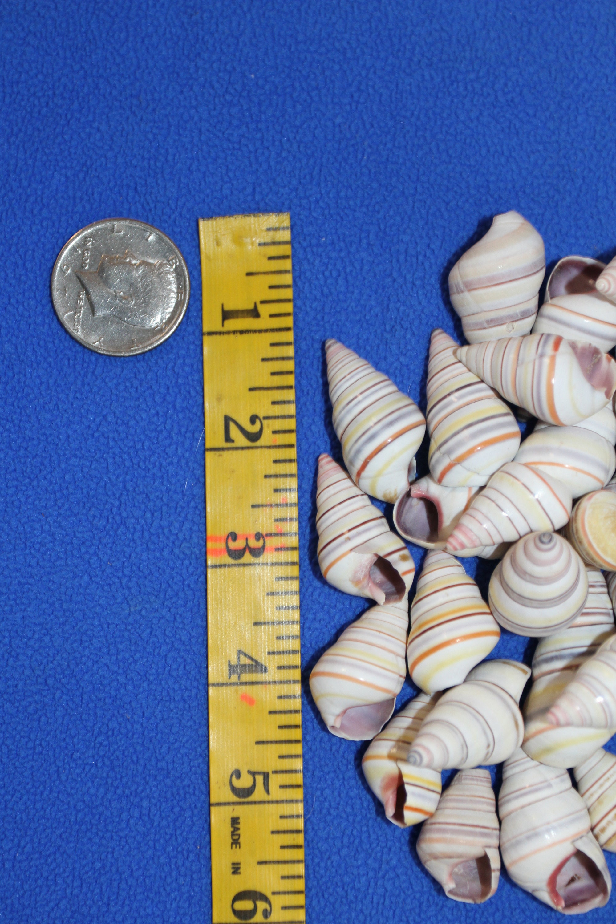 LAND SNAILS, Candy Cane,shells,multi Colored, Shellcraft,craft Supply ...