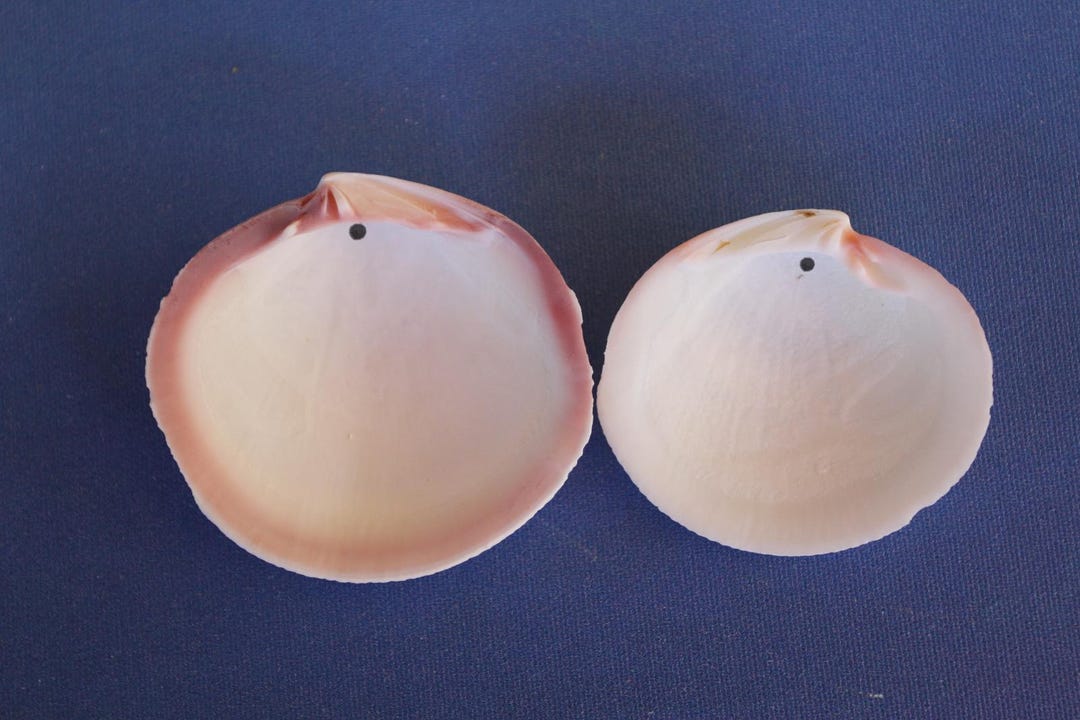 20-DRILLED CODAKIA Seashells,tiger Clams,beach Art,gifts,floral Supply ...