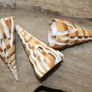 May include: Three decorative, cone-shaped seashells with a natural, cream and brown striped pattern. The shells are hollowed out, revealing the interior structure, and are arranged on a wooden surface.