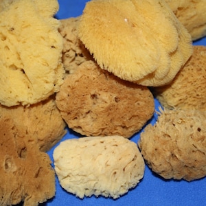 May include: A collection of natural sea sponges in various shapes and sizes, ranging in color from light yellow to brown. The sponges have a porous texture and are arranged against a blue background.