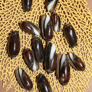 May include: A collection of dark brown, oval-shaped seashells with white stripes, scattered on a yellow, porous, coral-like background. Some shells are open, revealing the interior. The shells have a glossy finish, and the background has a textured appearance.