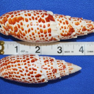 Upscale Seashells Gifts For Colletors - Large Mitra Papalis 3 - 4 inch+, SS-200