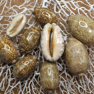 Arabica cypraea Cowrie ~ Glistening seashell with a &quot;wet look&quot;. A natural beauty for all shell crafting and collections! Ships Free! SS-292