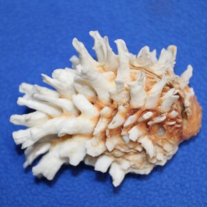 May include: A white and tan seashell with a spiky, textured surface. The shell has a natural, organic shape and is set against a blue background. The shell's color is a mix of white and tan.