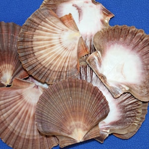 May include: A collection of seven scallop shells in various shades of brown and white. The shells are arranged in a pile on a blue background.