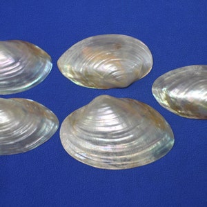 May include: Six iridescent, pearlescent seashells with a ridged texture. The shells are a mix of white, silver, and gold hues, and are arranged on a solid blue background. The shells are open, revealing their inner surfaces.