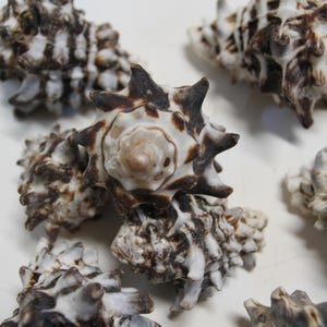 May include: Close-up of several spiky seashells with a brown and white pattern. The shells have a textured surface and are arranged on a white background. The shells are a natural, decorative item.