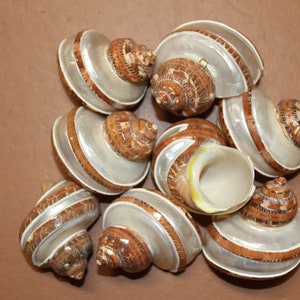 TURBO PETHOLATUS / Decorative Tapestry Shell / Beach Decor / Craft Seashells / Housewarming Gift / Sailors Valentines / Shelf Decor / SS-436