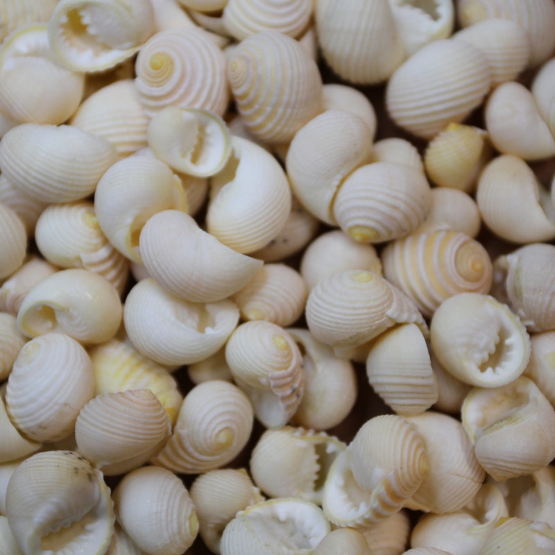 All Sea Shell Nerita Sea Shells - Etsy