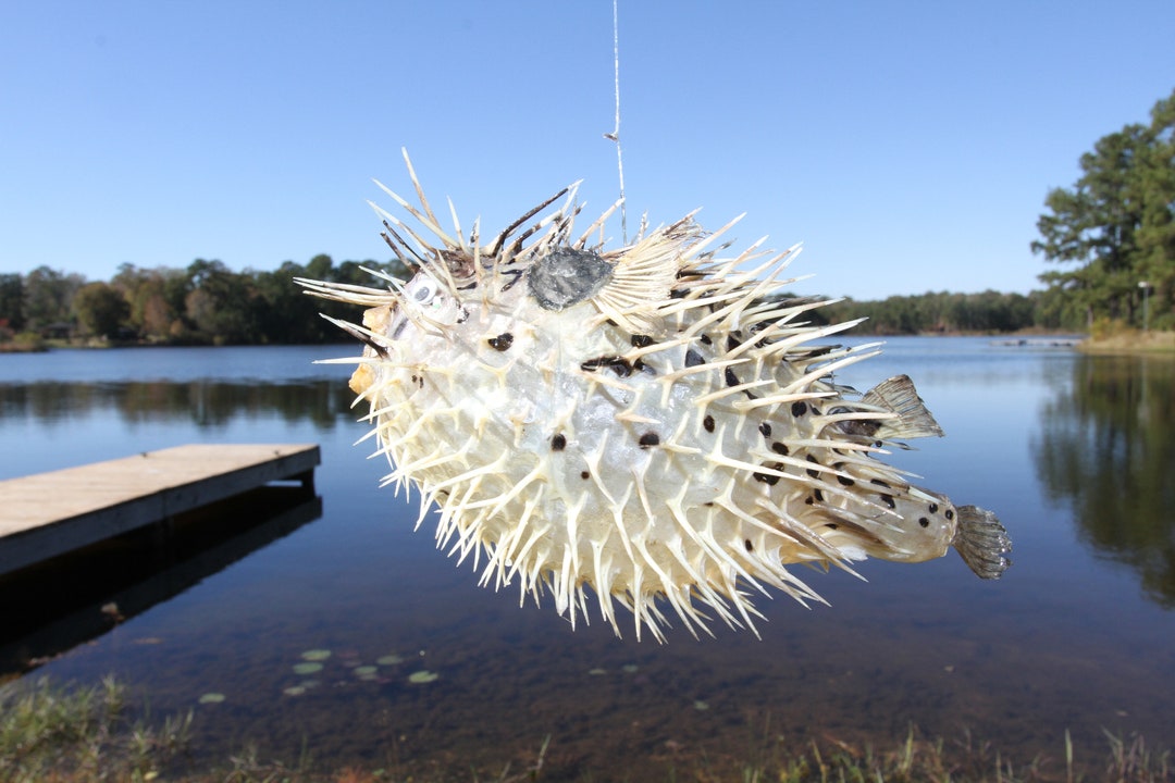Porcenpine Fish PORCUPINE FISH, Dried & Preserved, Taxidermy Specimen, Collectible ...