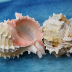 May include: Two pink and white seashells with a textured surface. The shells are on a blue background.