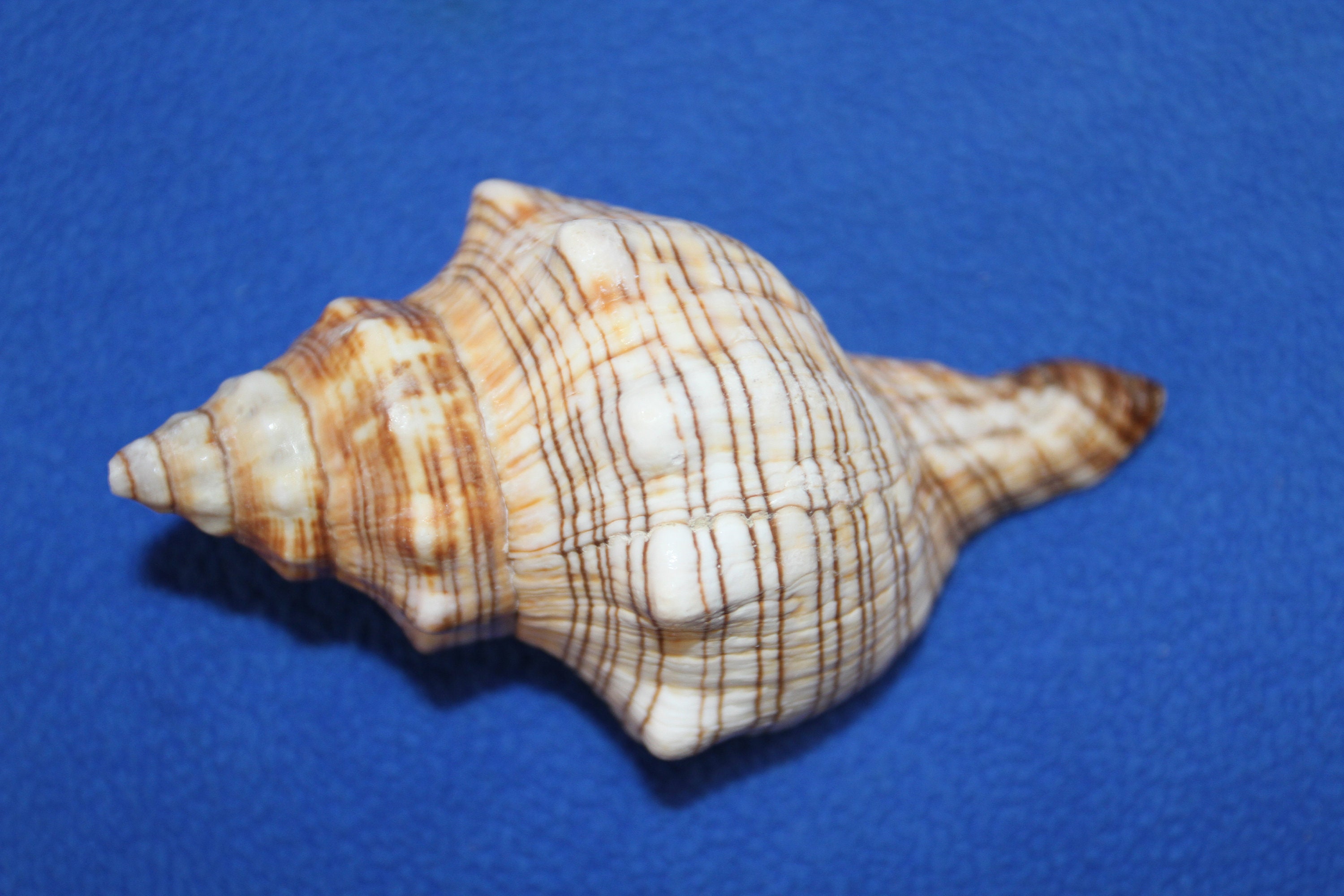 Small Shells, Small Seashells, Small Sea Shells, Sea Shells for Crafts,  Seashells Art, Tiny Shells, Shells for Sale, Beach Shells 