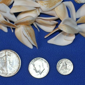 May include: A collection of seashells and three silver coins on a blue surface. The seashells are white and tan. The coins include a silver dollar, a half dollar, and a quarter.