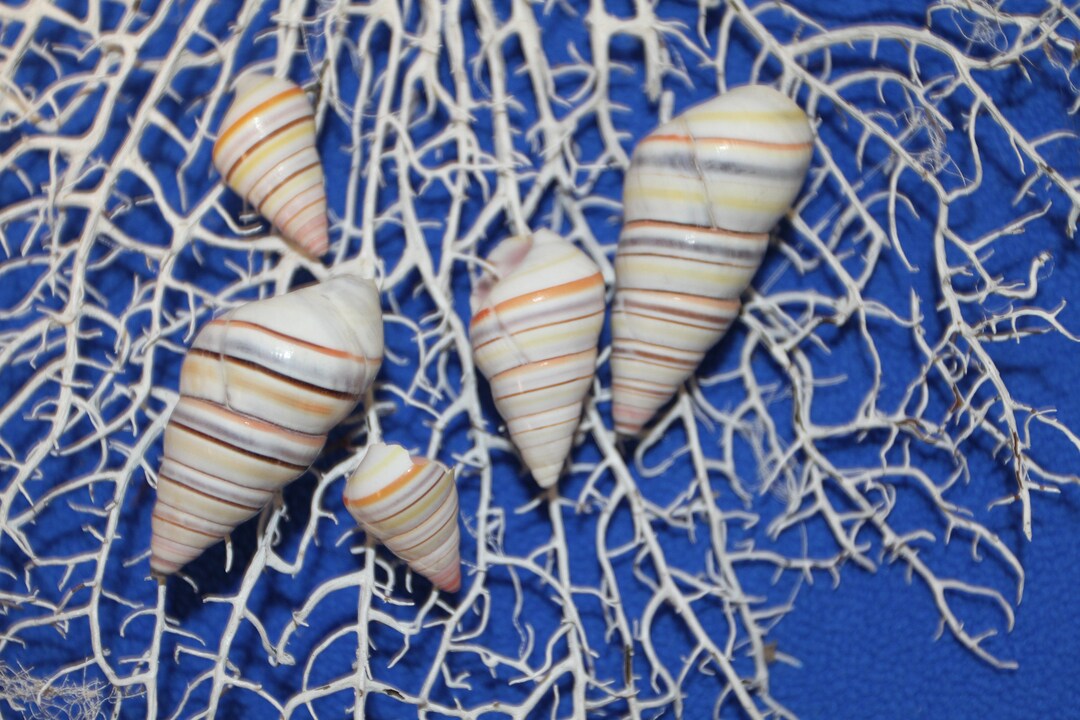 LAND SNAILS, Candy Cane,shells,multi Colored, Shellcraft,craft Supply ...