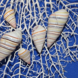 May include: Five seashells with a striped pattern in shades of white, pink, and brown. The shells are arranged on a white, branch-like surface against a blue background.