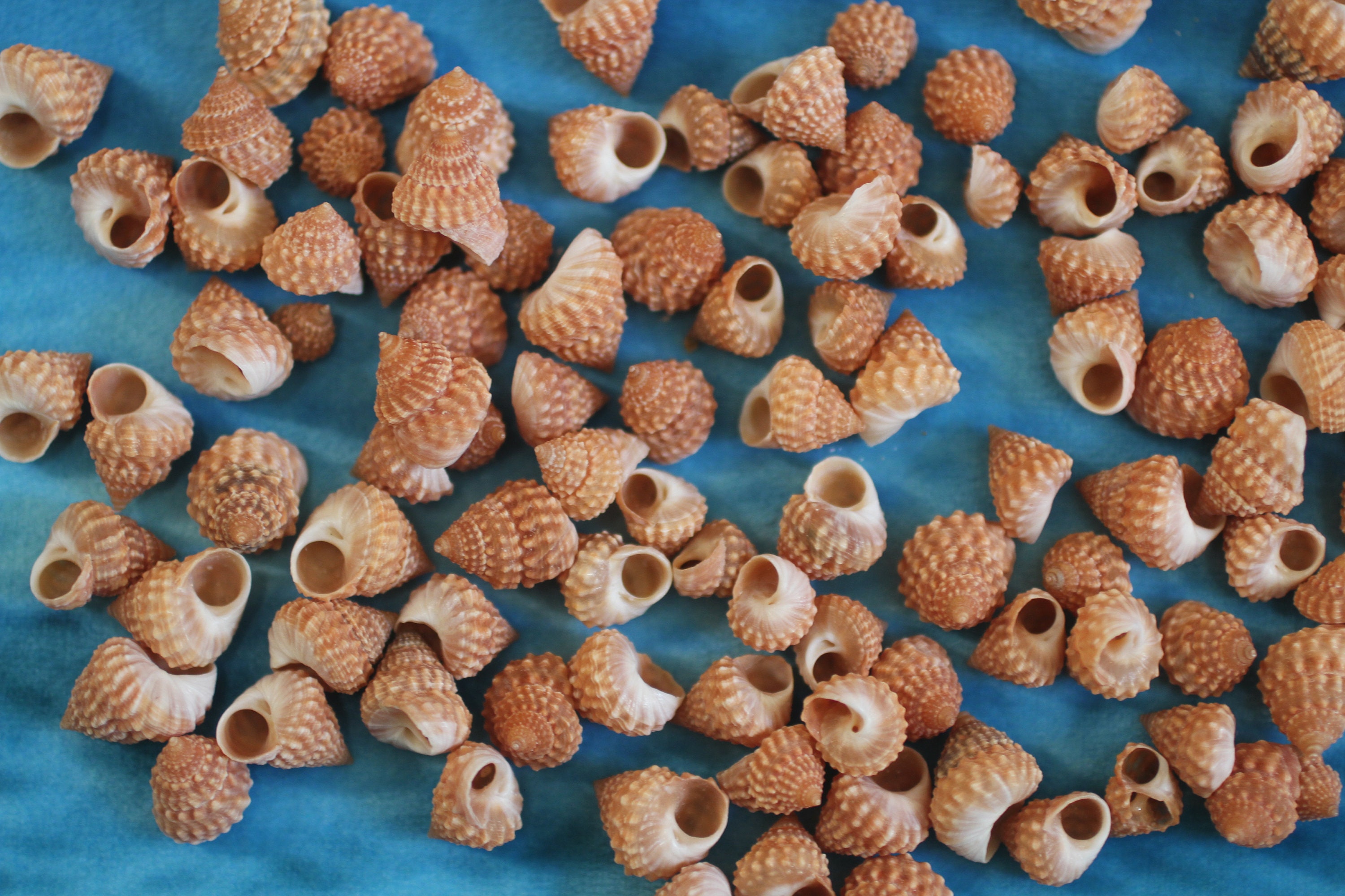 Coquillages Artisanaux Abricot Fraise Cumingi - Livraison Gratuite ! SS-254