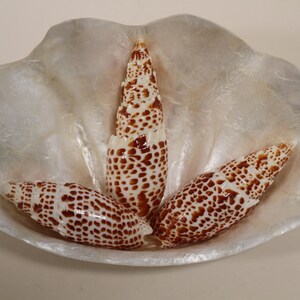 Upscale Seashells Gifts For Colletors Large Mitra Papalis 3 4 inch, SS-200 image 4