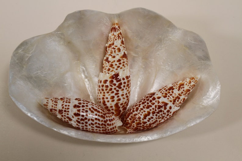 Mitra Papalis Seashells For Display Decor, 3 4 inch, SS-200 image 3