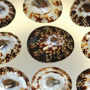 May include: A collection of nine seashells with a circular shape. The shells have a brown and white speckled pattern around the edges, with a darker brown center. The shells are arranged on a light-colored surface.