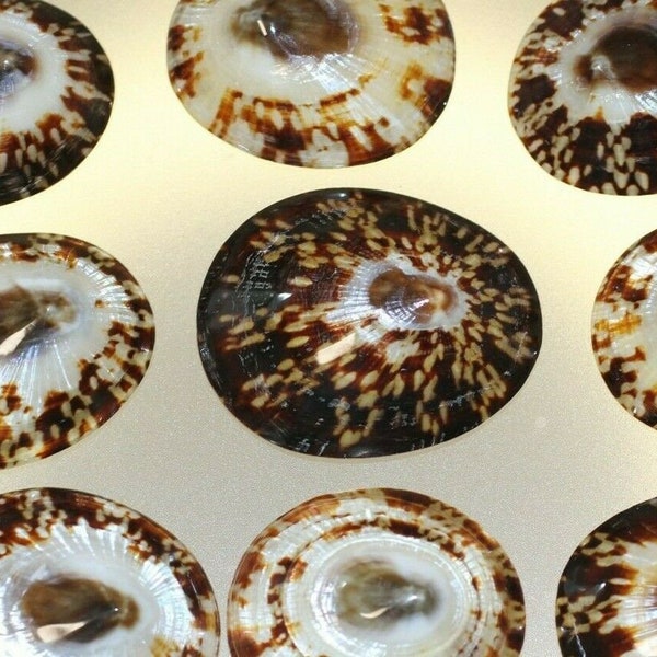 Brown Limpet Seashells Ultra-Shine Polished For Shell Crafts, Medium Sizes, SS-106 Free Ship