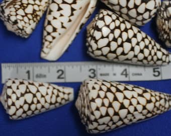 Seashell Vase Fillers, Black White Marble Cones Seashells, Conus Marmaoreus SS-95 Free Ship