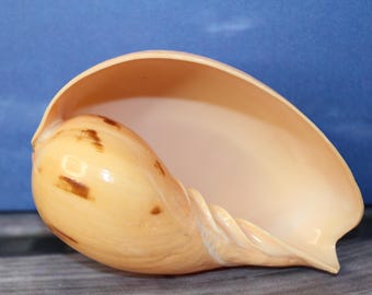 May include: A large, open seashell with a smooth, glossy surface. The shell is primarily a creamy beige color, with irregular brown markings. The interior is a lighter, pearlescent hue. The shell's shape is elongated and curved.