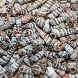 May include: A close-up of a pile of small, white and brown seashells. The shells are all spiral-shaped and have a smooth, glossy finish.