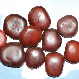 SEA BEANS, Lucky Beans, Basket Fillers, Christmas Gift, Shell Craft, Beach Decor, Keepsakes, Natural Sea Beans, Sailor Valentines, SS-18