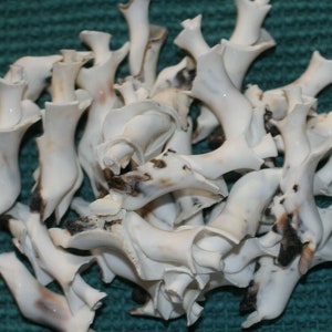 May include: A pile of white seashells with a rough, textured surface. The shells are arranged in a random pattern and have a natural, organic look.