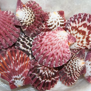 May include: A collection of scallop shells with a pink, white, and brown color pattern. The shells are arranged in a cluster on a white surface.