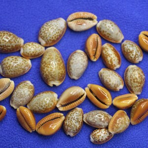 Honey Cowry A Small Seashell With Rich Colors. Shell Crafters Must-have ...