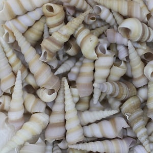 TEREBRA - A purple seashells that is small and available in bulk for seashell crafting, jewelry supplies and beach decor Free Ship! SS-269