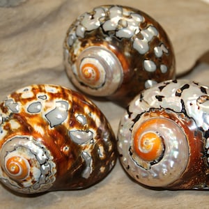 May include: Three iridescent seashells with brown, white, and orange patterns. The shells have a pearlescent sheen and are arranged on a light brown surface.