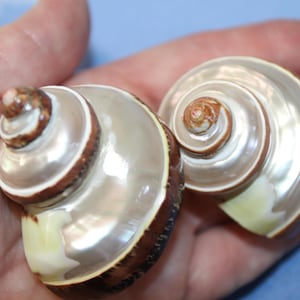 May include: Two iridescent, spiral-shaped seashells with brown and white details. The shells are held in a hand, showcasing their natural beauty and intricate patterns. The shells have a pearlescent sheen.