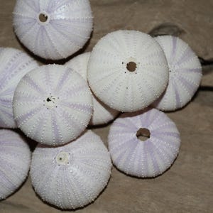 May include: A collection of sea urchin shells. The shells are primarily white with subtle lavender stripes radiating from the center. Each shell has a central hole and a textured surface. The shells are arranged on a neutral-toned surface.