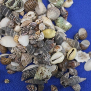 May include: A collection of seashells in various shapes, sizes, and colors, including white, brown, and beige. The shells are arranged on a blue surface.