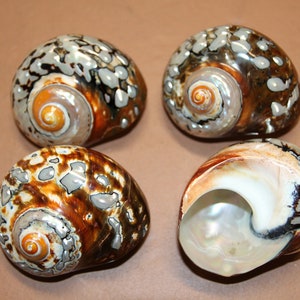 May include: Four seashells with brown, black, and white patterns. The shells have a pearlescent sheen and are arranged in a square shape.