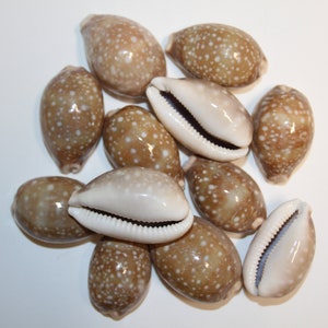 May include: A group of 11 brown and white cowrie shells with white spots. The shells are arranged in a cluster on a white background.