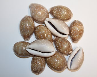 Cypraea Vitellus, Deer Cowry ~ A shellcraft favorite for mosaics, jewelry, beach decor, wreath supplies and much more! Ships Free! SS-301