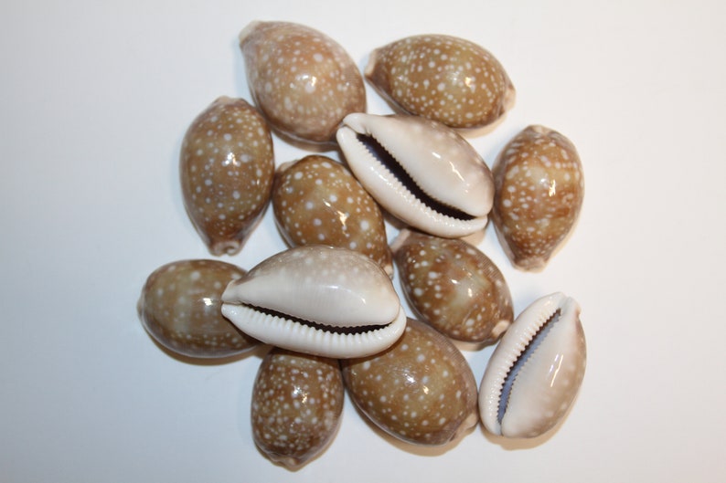 Cypraea Vitellus, Deer Cowry A shellcraft favorite for mosaics, jewelry, beach decor, wreath supplies and much more Ships Free S-301 image 1