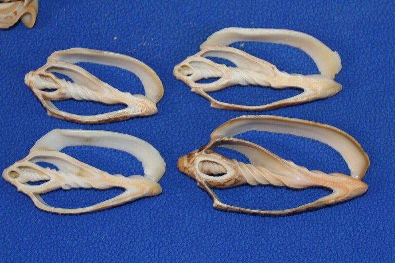 BAT Volutes,center Cut, Sliced/cut Seashells,seashell Art,shell Craft ...