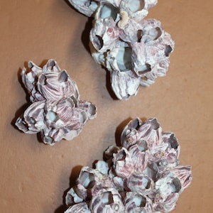 May include: Three clusters of white and purple barnacles, each with a unique shape and size. The barnacles are arranged on a brown surface.
