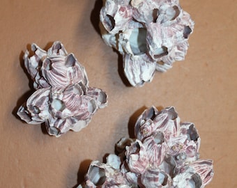 3- BARNACLE Clusters, Beach Home Accent, Craft Supply, Collectible,wedding supply,Bath Decor,Beach Decor,all occasion gift,  SS-438