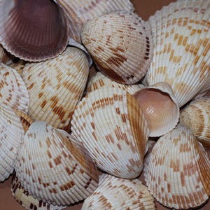 May include: A collection of various seashells featuring ribbed textures and patterns of brown, tan, and cream spots. The shells vary in size and shape, with some displaying smooth, rounded interiors in shades of light pink and deep purple-brown.