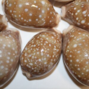 Cypraea Vitellus, Deer Cowry A shellcraft favorite for mosaics, jewelry, beach decor, wreath supplies and much more Ships Free S-301 image 4