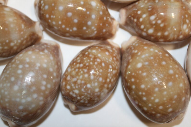 Cypraea Vitellus, Deer Cowry A shellcraft favorite for mosaics, jewelry, beach decor, wreath supplies and much more Ships Free S-301 image 4