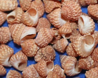 Apricot Strawberry Cumingi Shell Craft Seashells, Hand-picked and ready for your crafting projects! Free Shipping!  SS-254