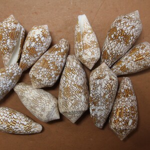 May include: A collection of cone-shaped seashells with a white and brown patterned exterior. The shells are arranged on a brown surface, showcasing their unique shapes and textures. These shells are a natural decorative item.