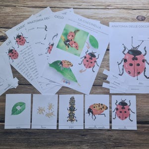 Carte COCCINELLA Nomenclatura Montessori, Flash card ciclo di vita coleotteri, Materiale educativo digitale, educazione parentale Montessori